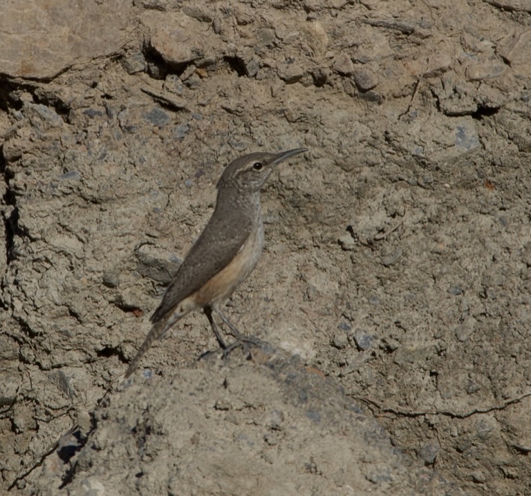 Rock Wren