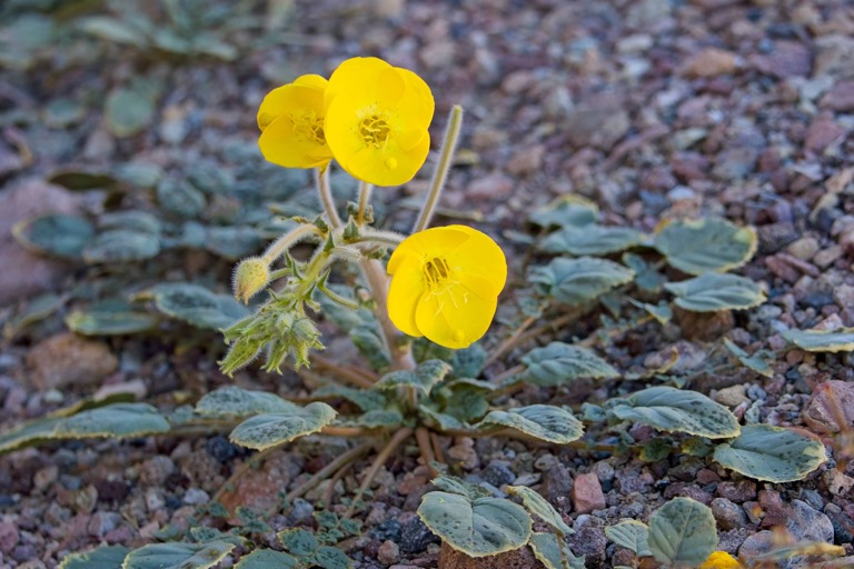 Yellow Cups