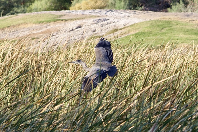 Great Blue Heron