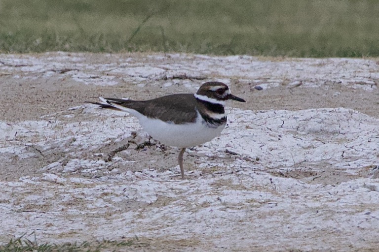 Killdeer