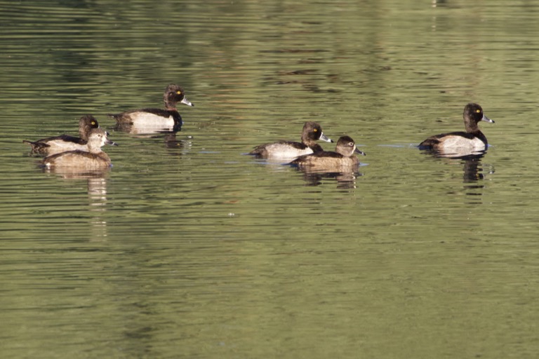 Ring Necked Ducks