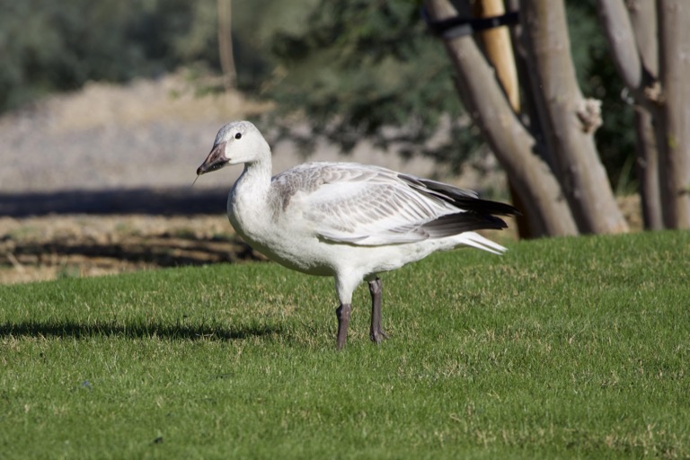 Snow Goose