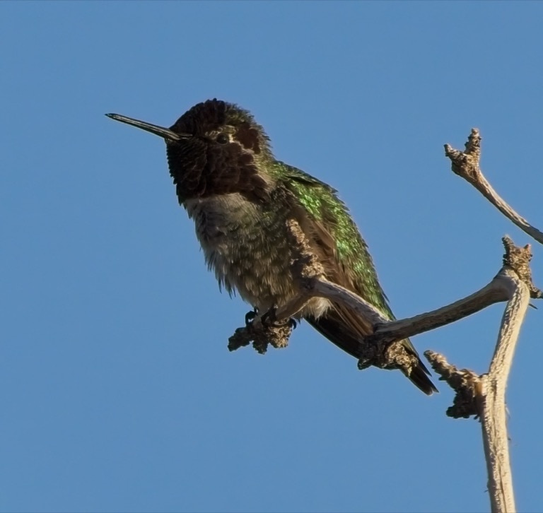 Anna’s Hummingbird