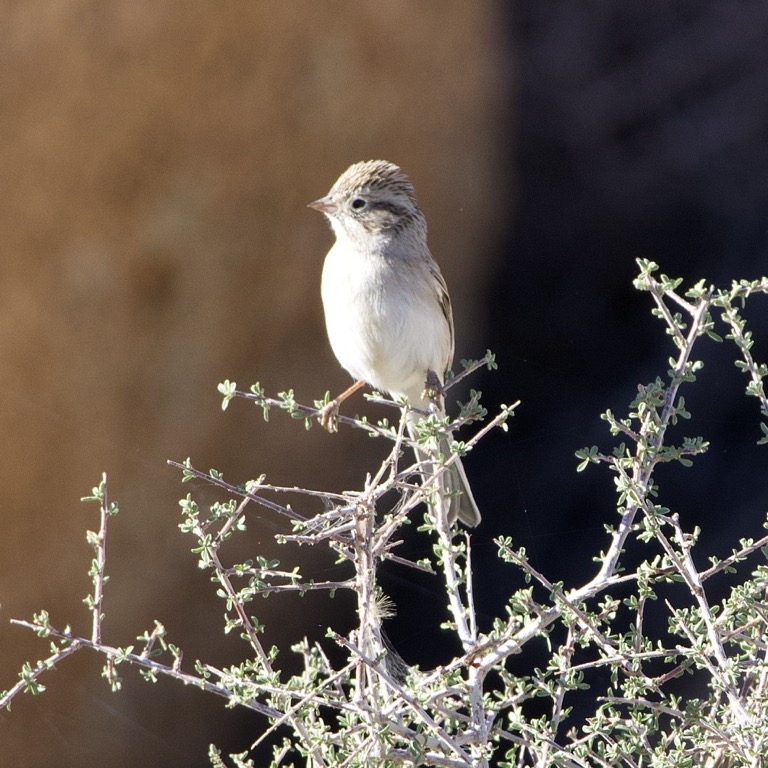 Brewer’s Sparrow