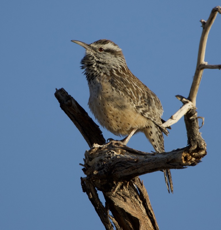 Cactus Wren