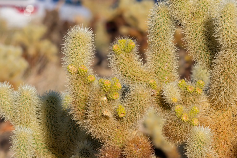 Cholla cactus