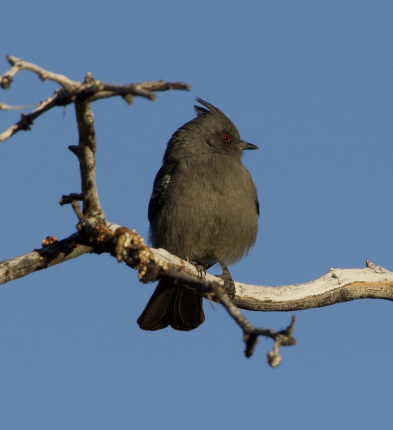 Female Phainopepla