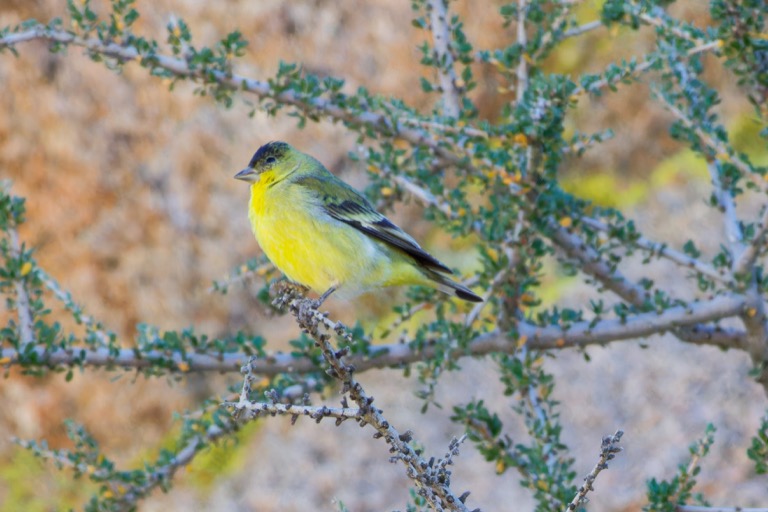 Lesser Goldfinch