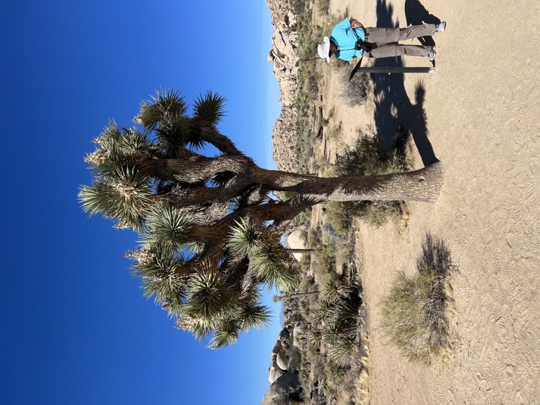 Joshua Tree