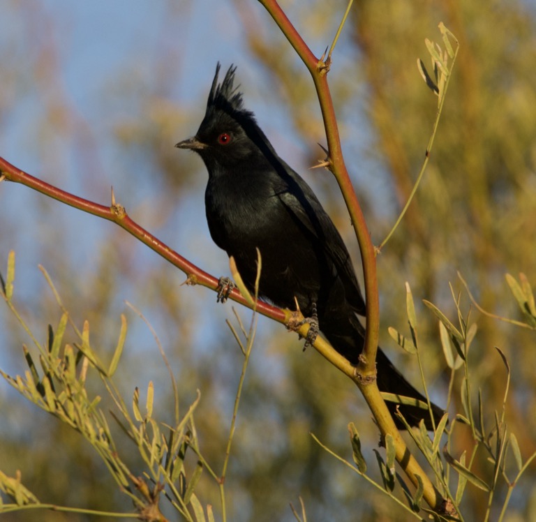 Male Phainopepla