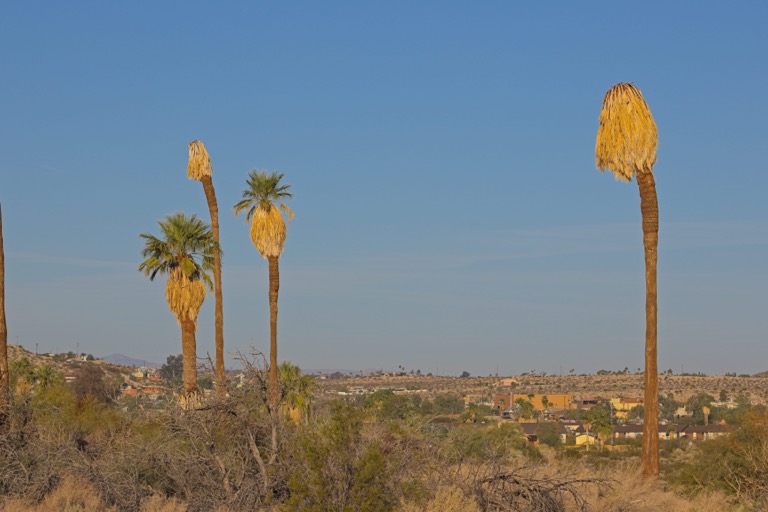 Oasis of Mara