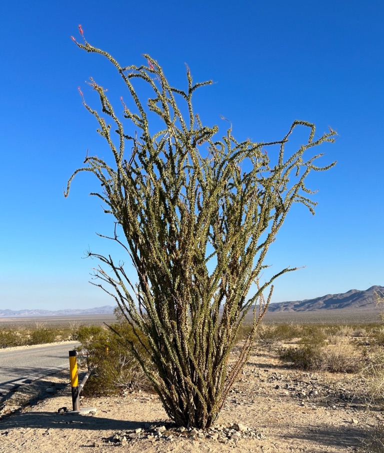 Ocotilla in bloom