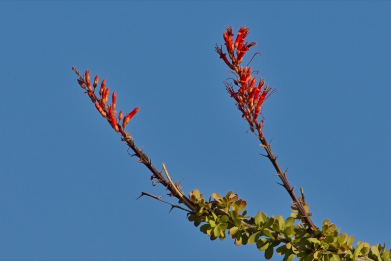 Ocotilla in bloom detail