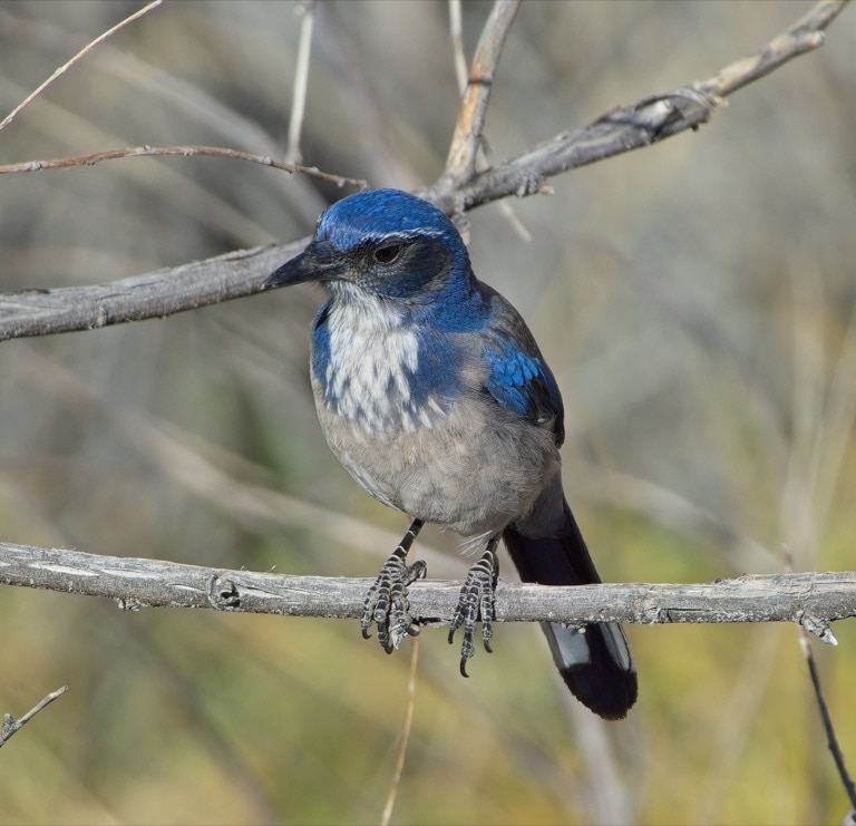 California Scrub Jay