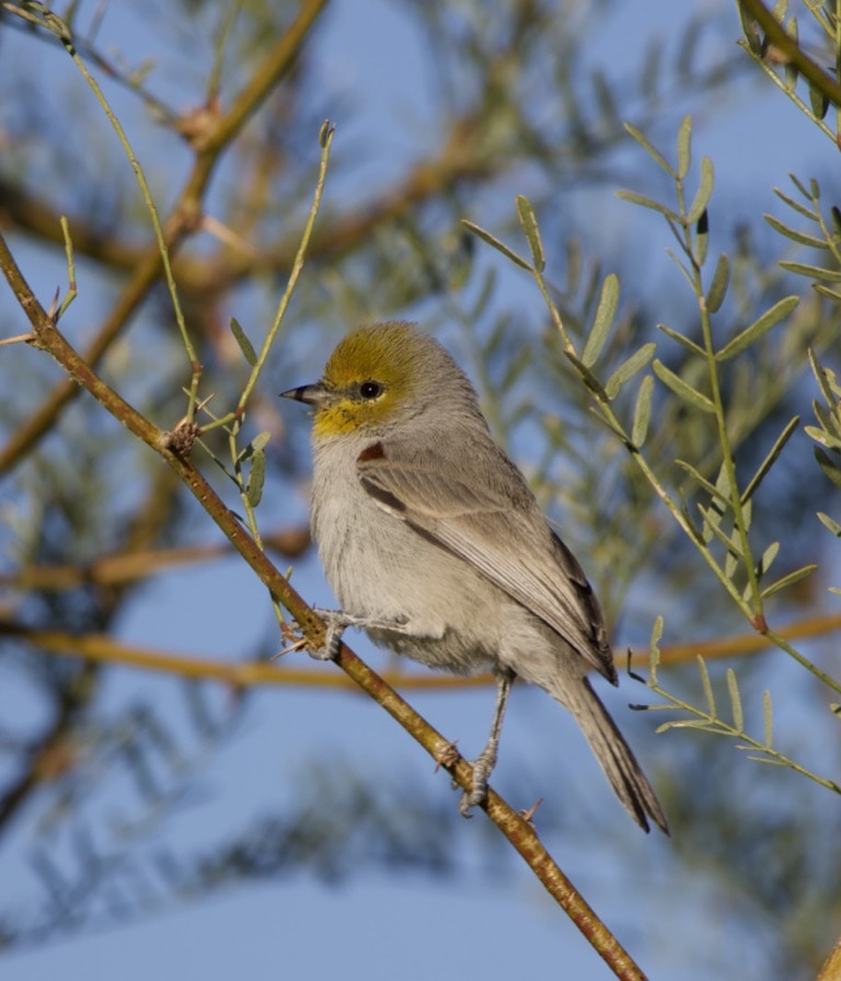 Verdin