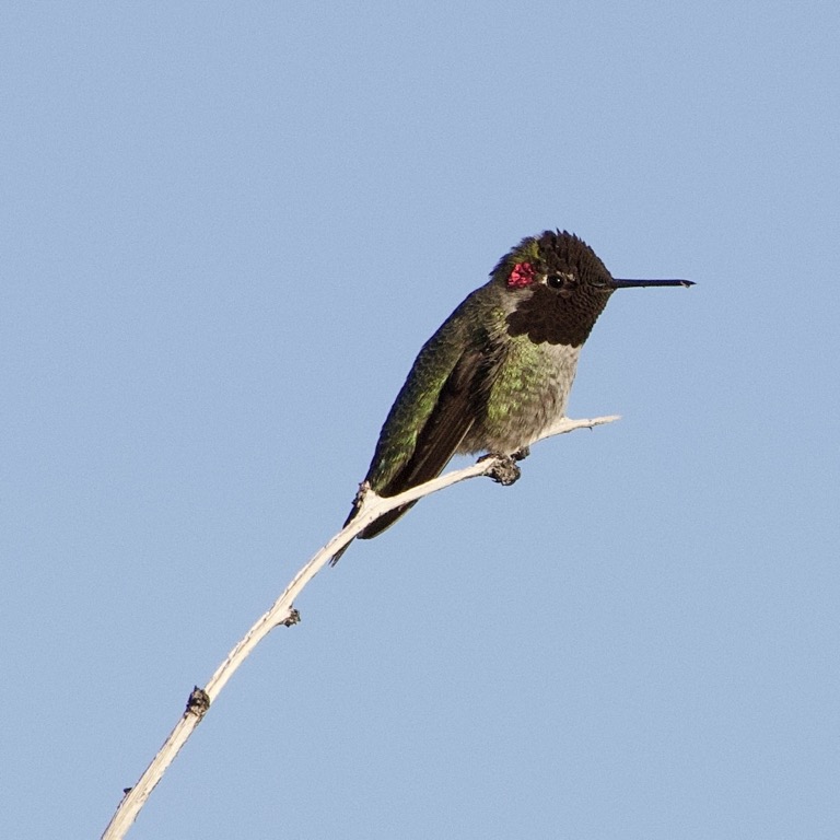 Anna’s Hummingbird