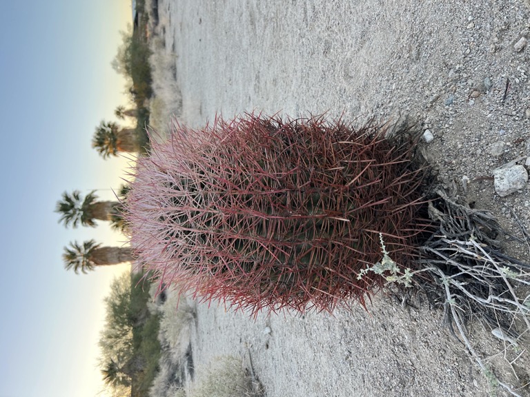 Barrel Cactus