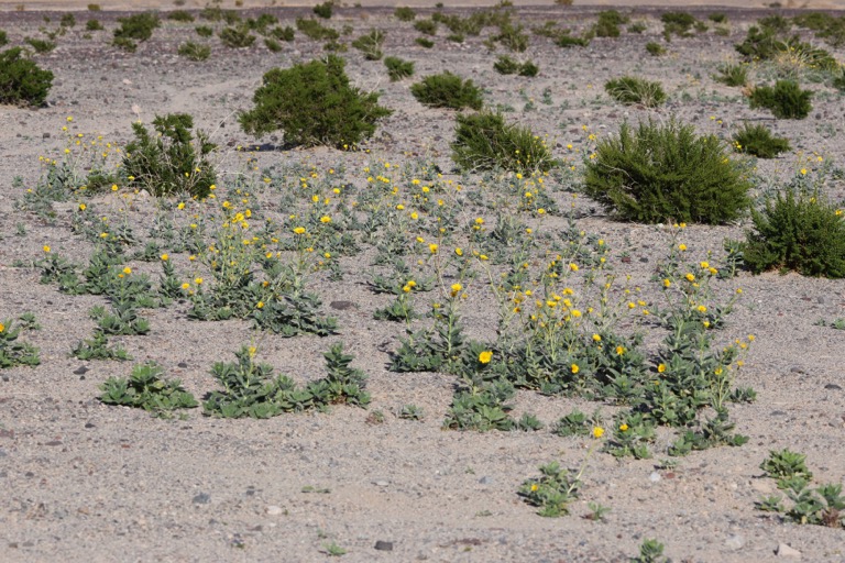 Desert Sunflowers