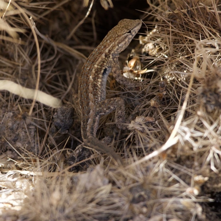 Western Side-blotched Lizard