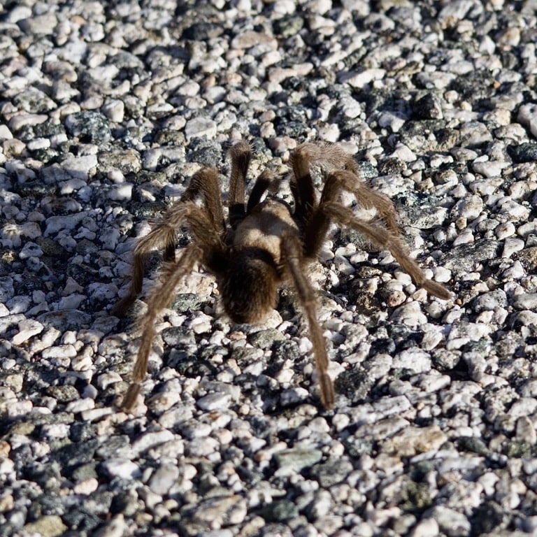 Tarantula