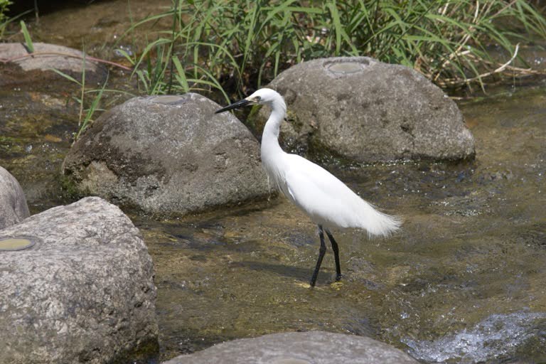 Little Egret