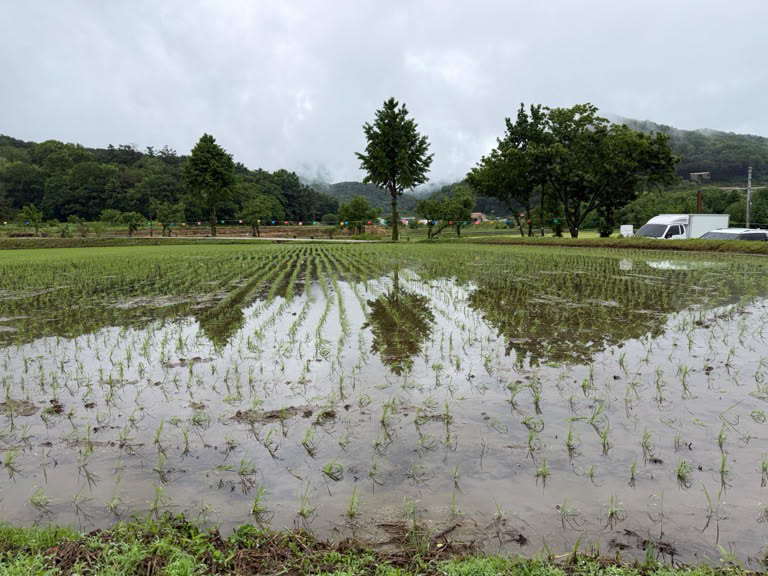 Rice recently planted