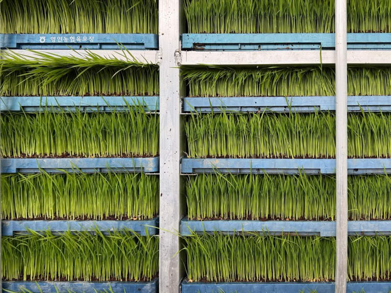 Rice Seedlings