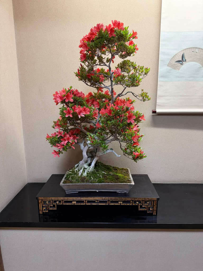 Bonsai