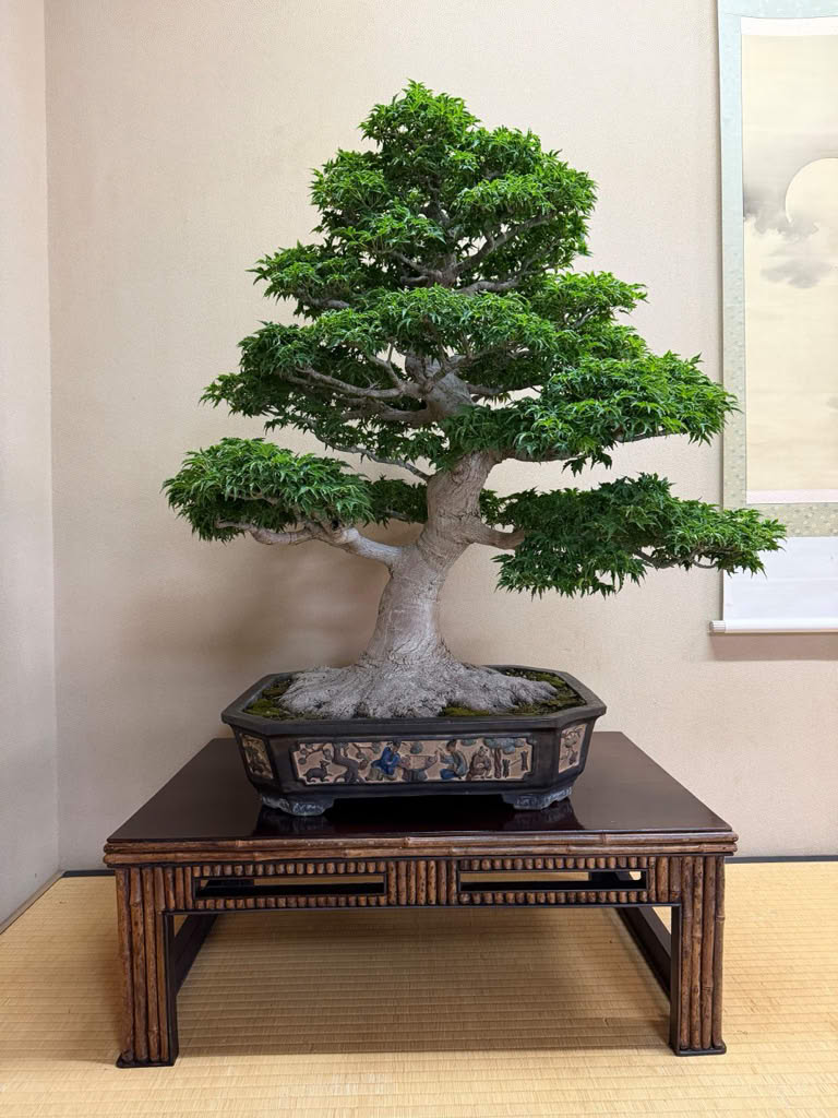 Bonsai