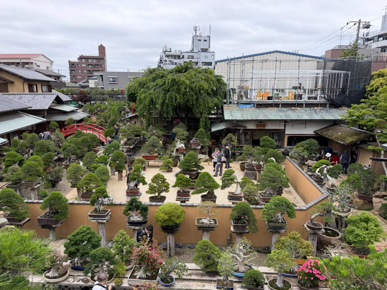 Bonsai Garden overview