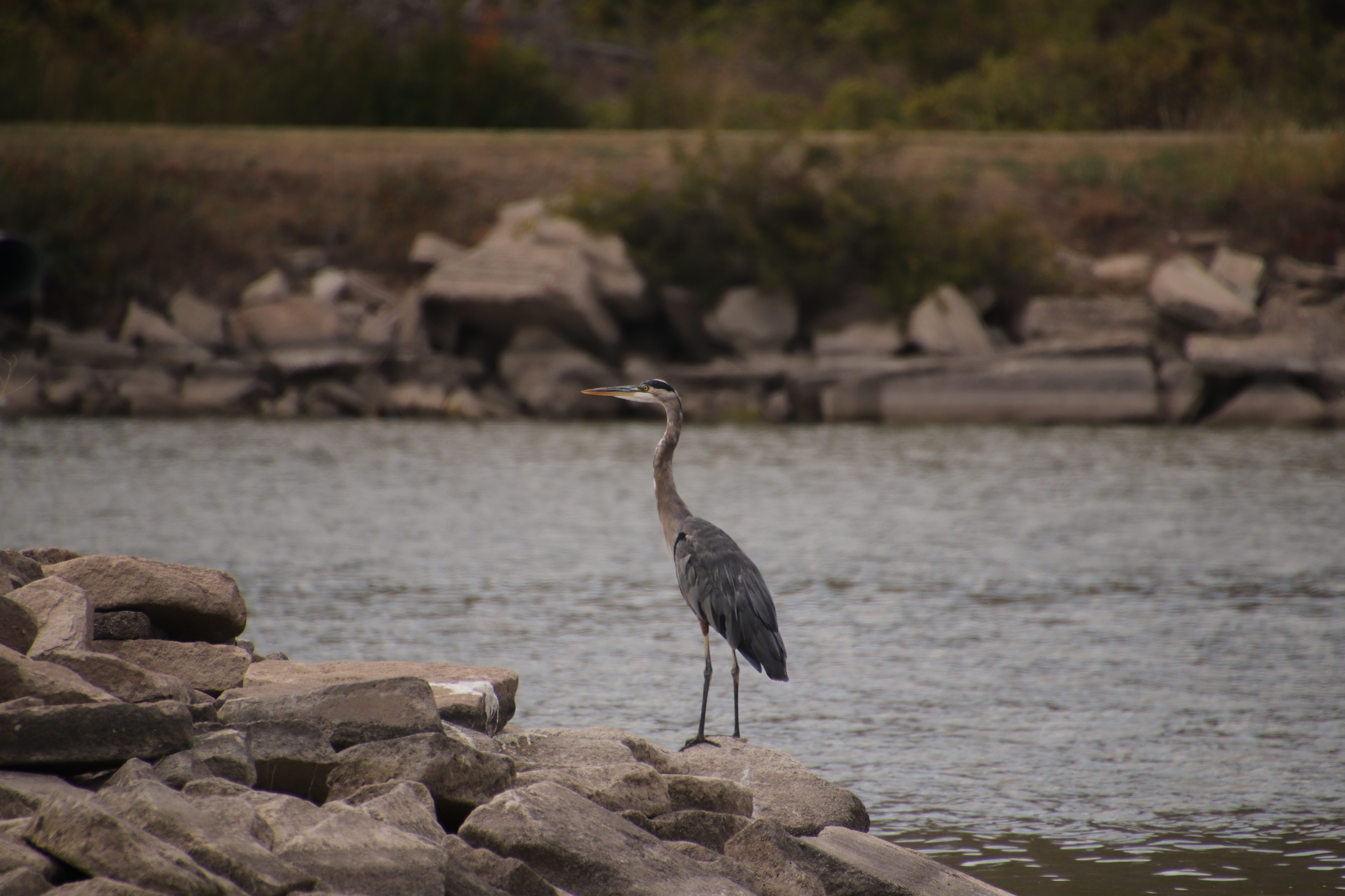 Great Blue Heron