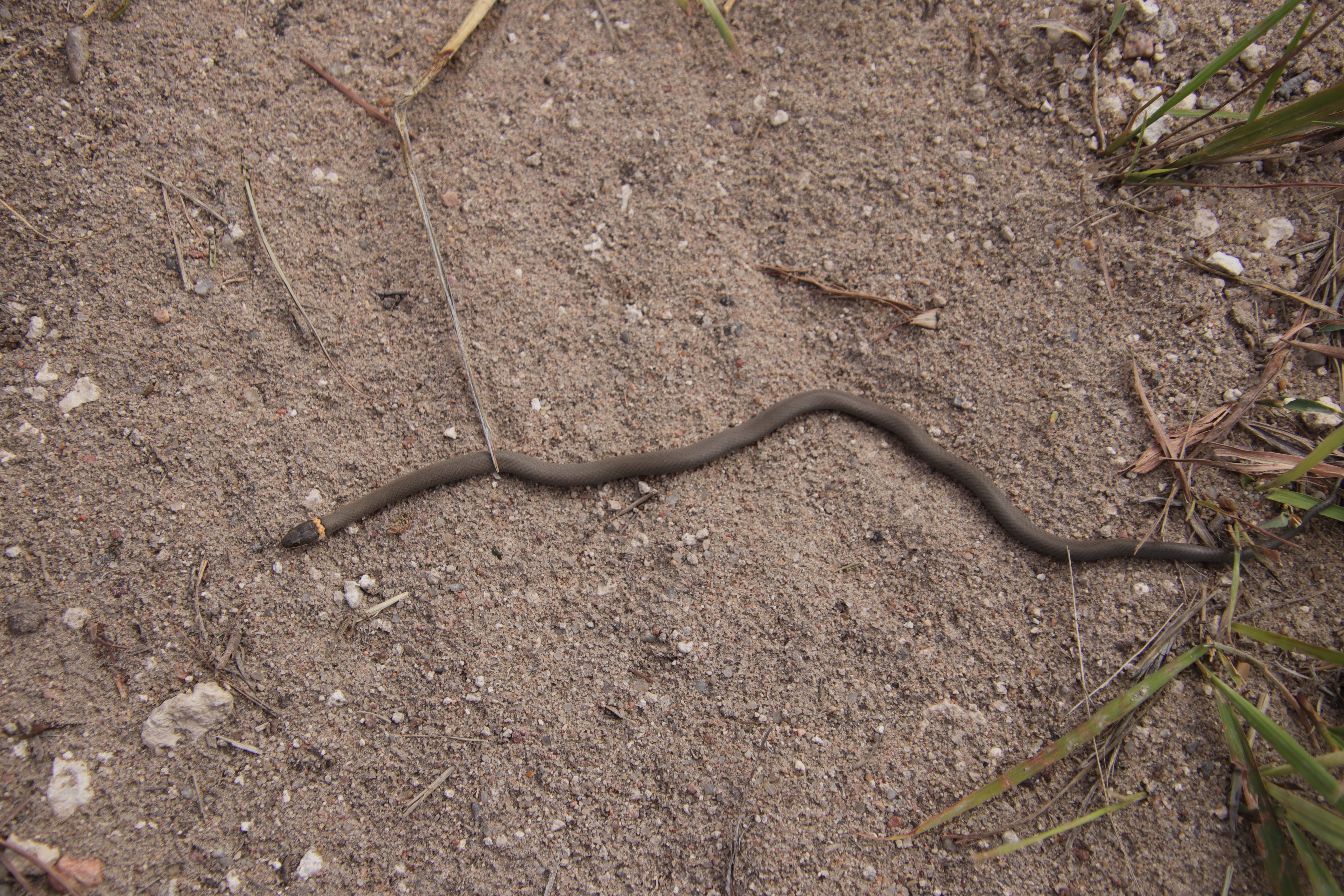 Ring-necked snake