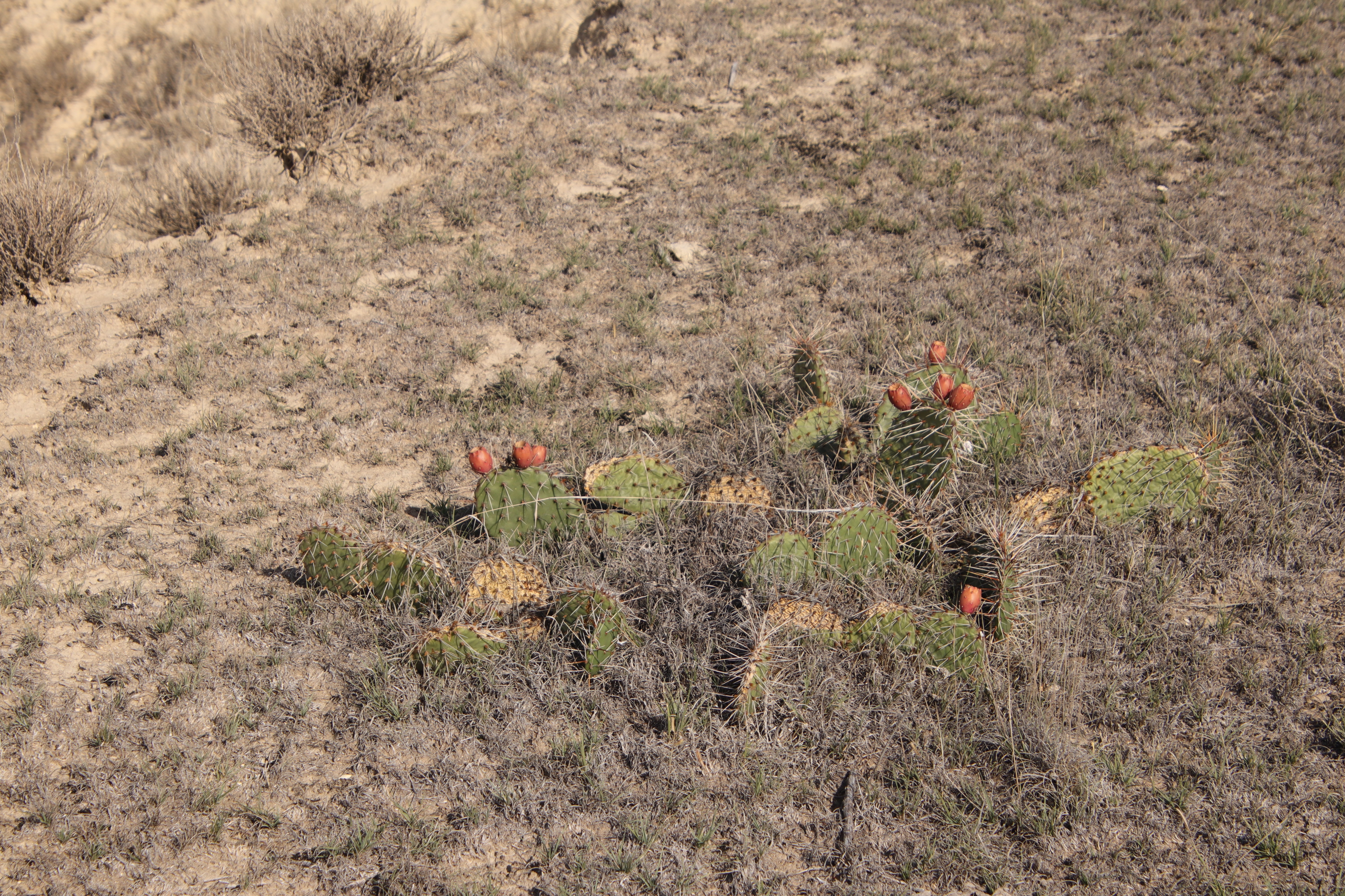 Prickly Pear Cactus