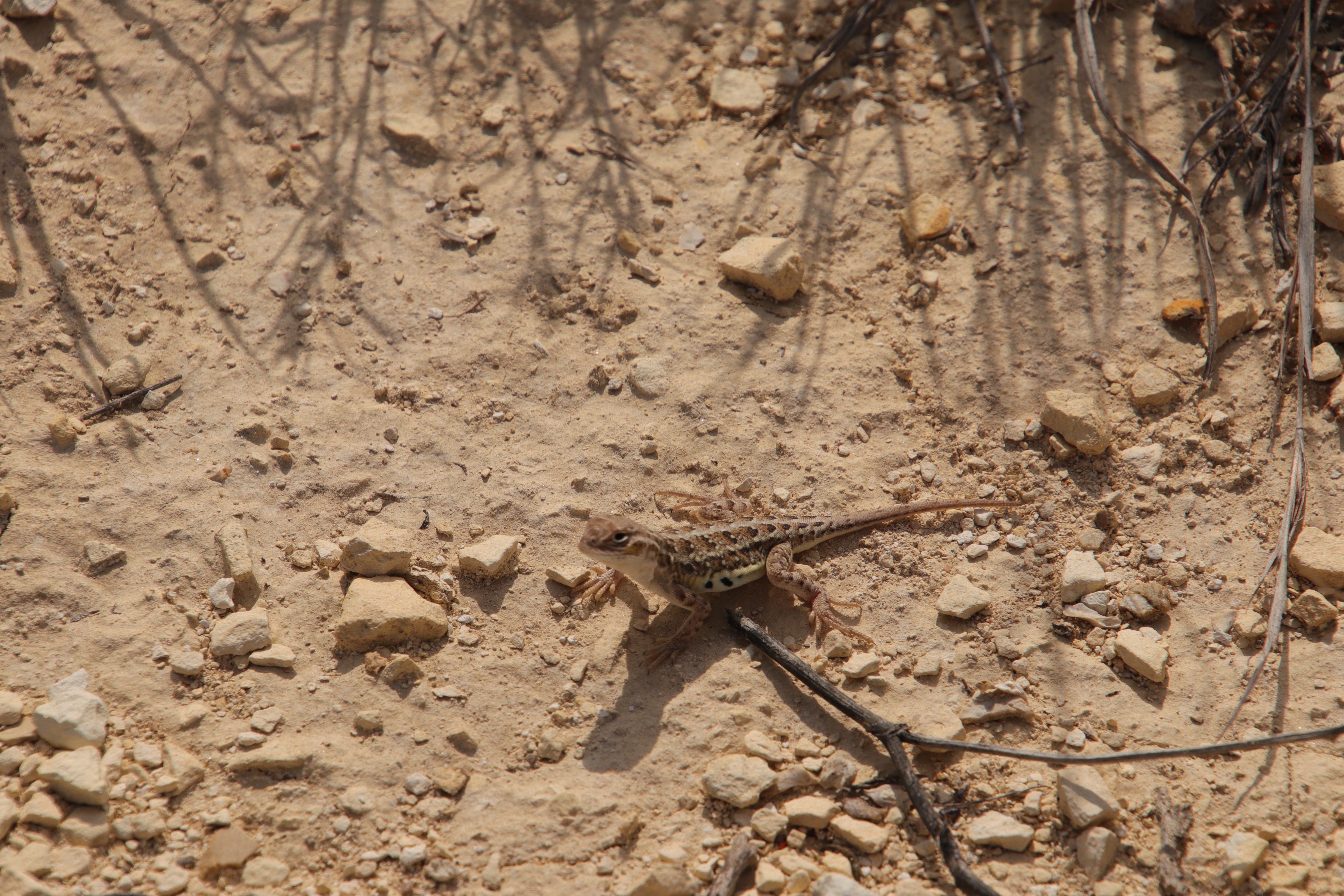 Western Earless lizard