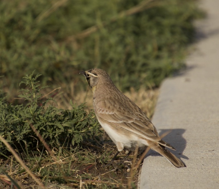 Horned Lark