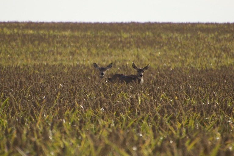 Mule Deer