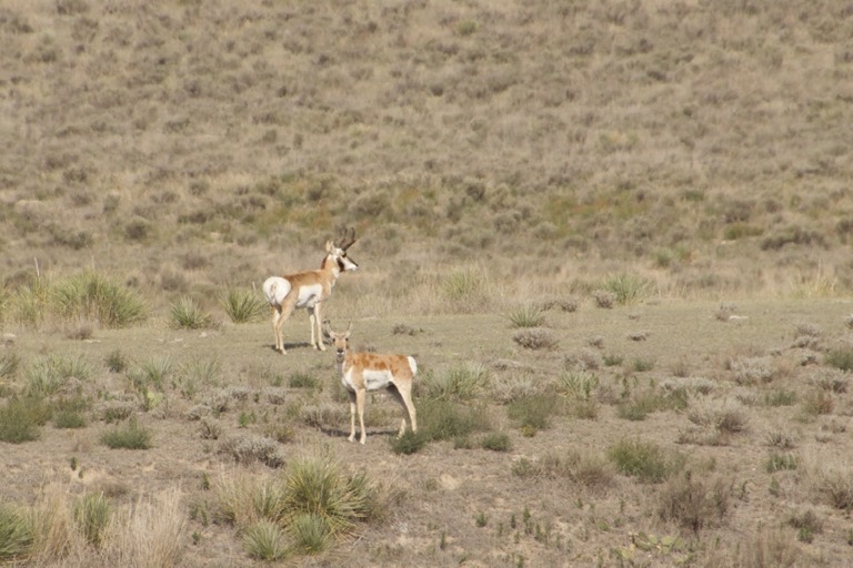 Pronghorn