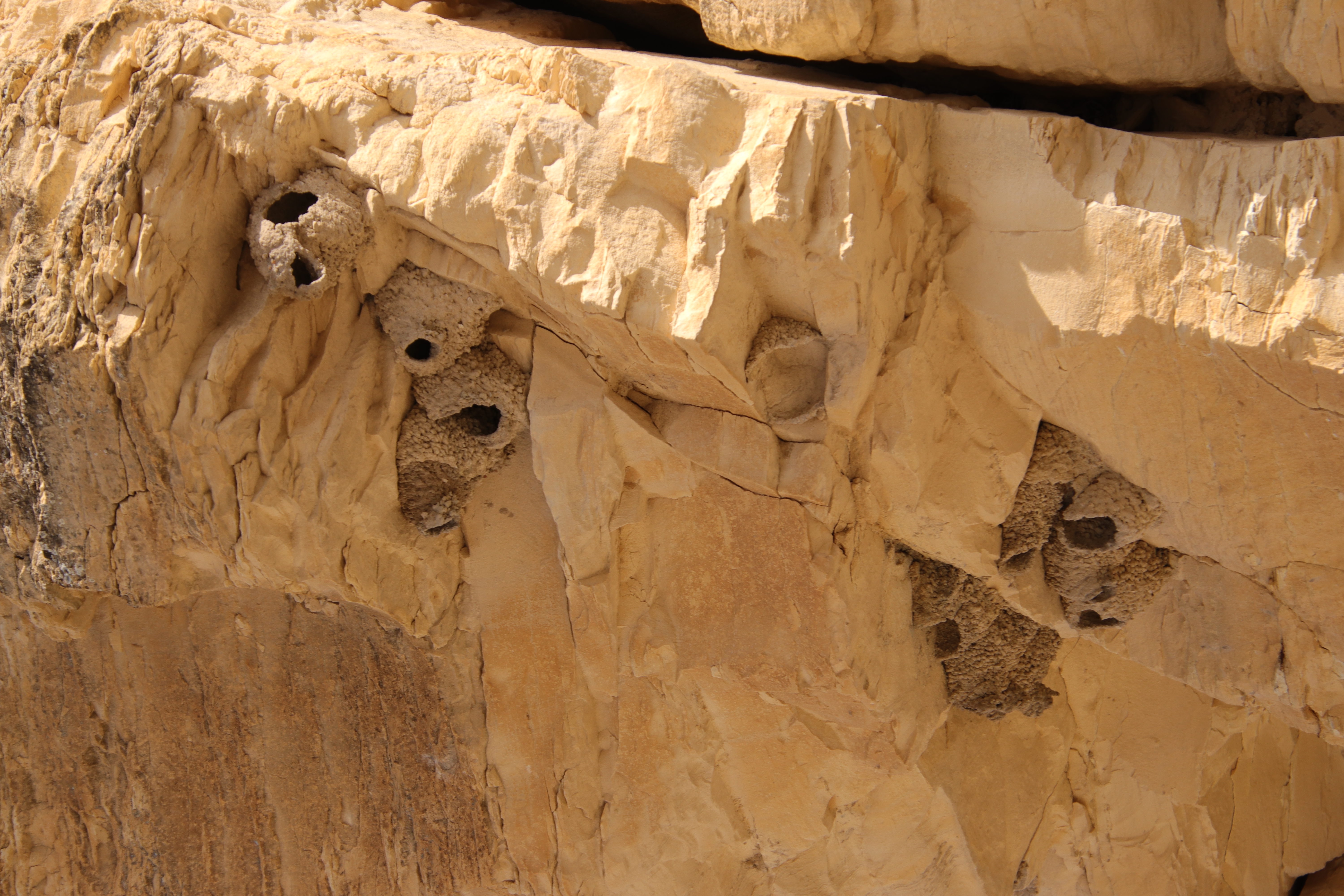 Swallow nests