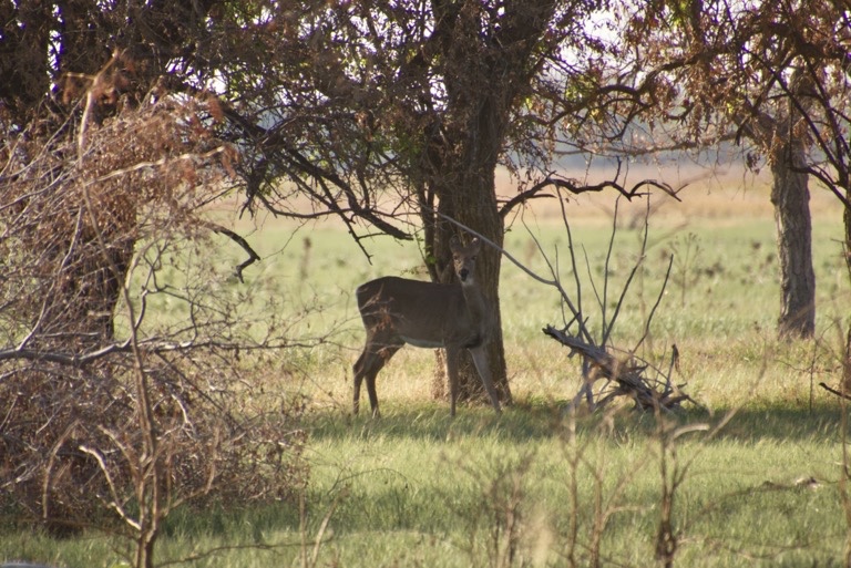 White-tailed deer