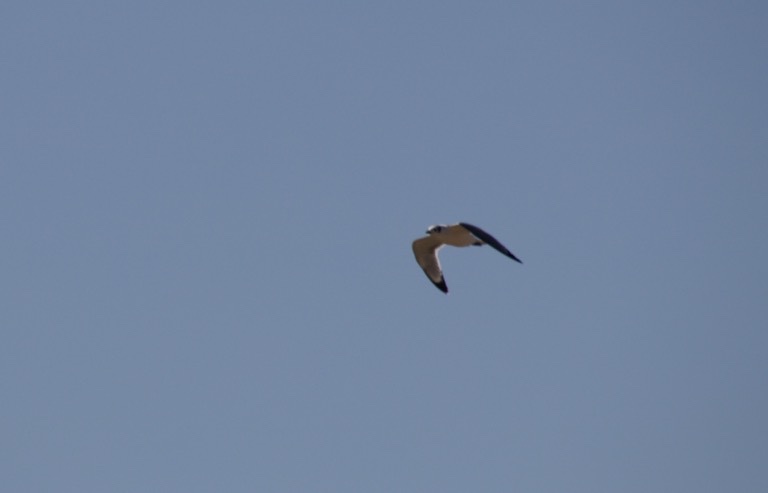 Franklin’s Gull