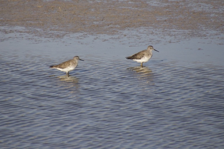 Sandpiper