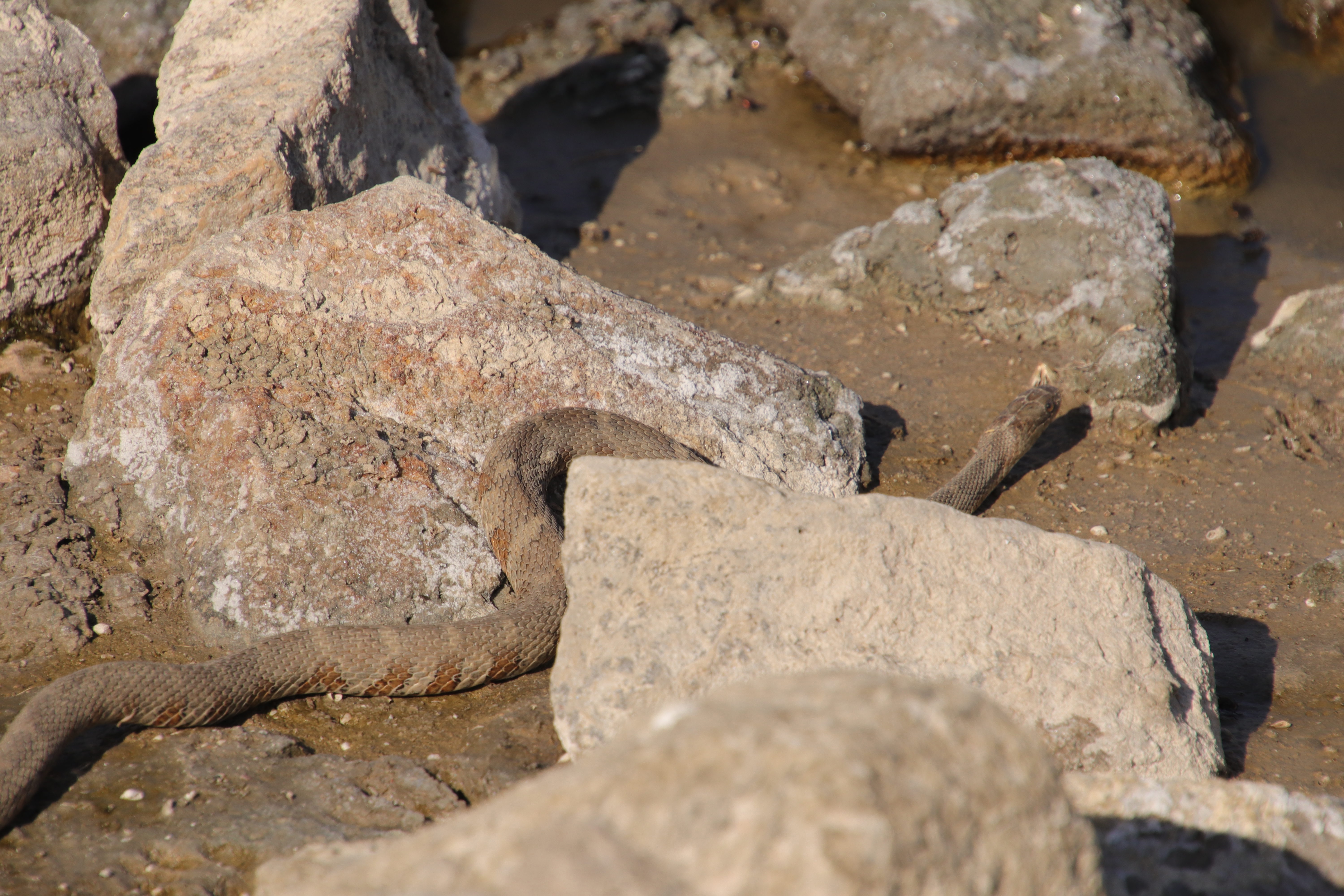 Common watersnake