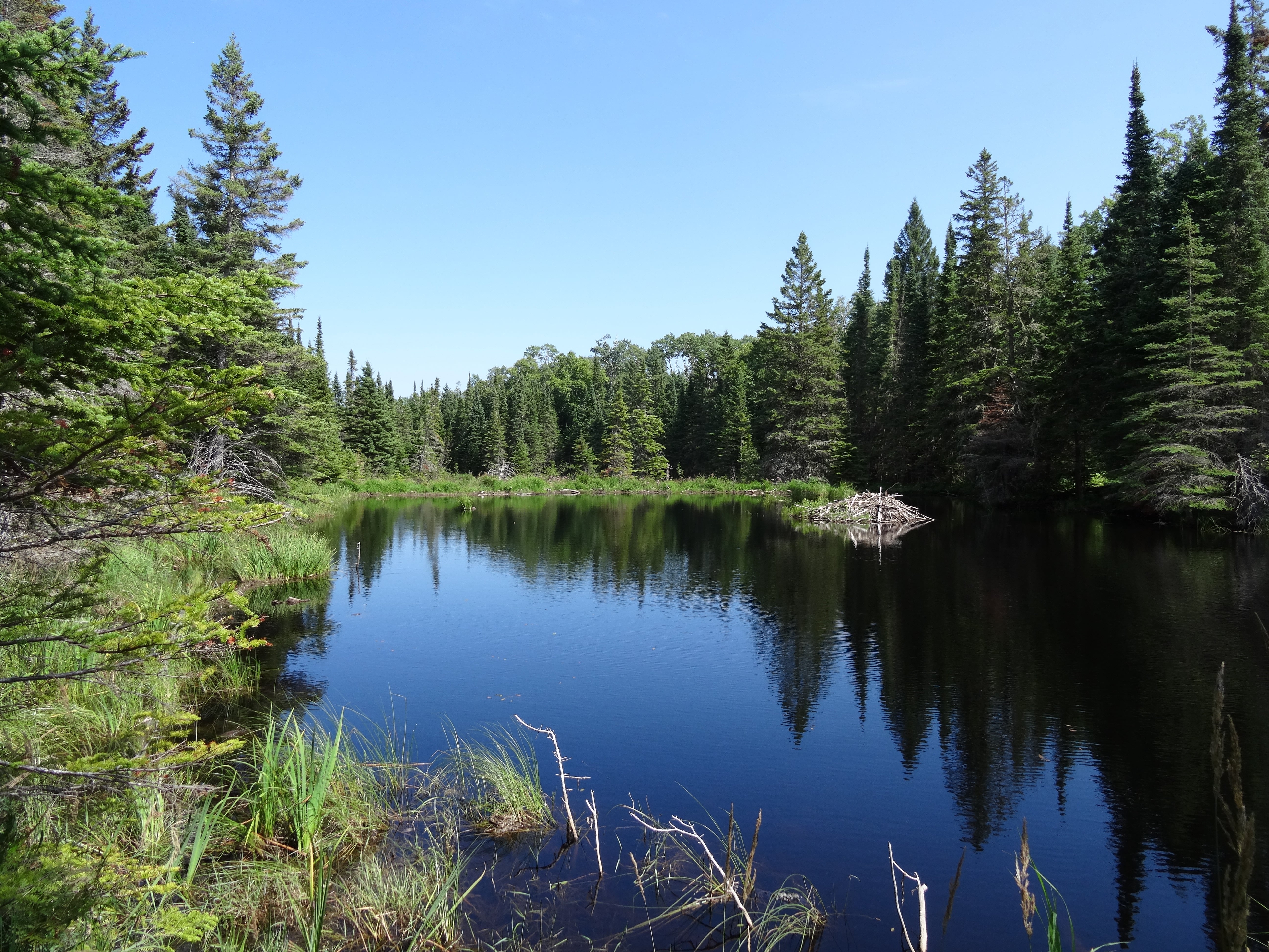 Beaver Pond