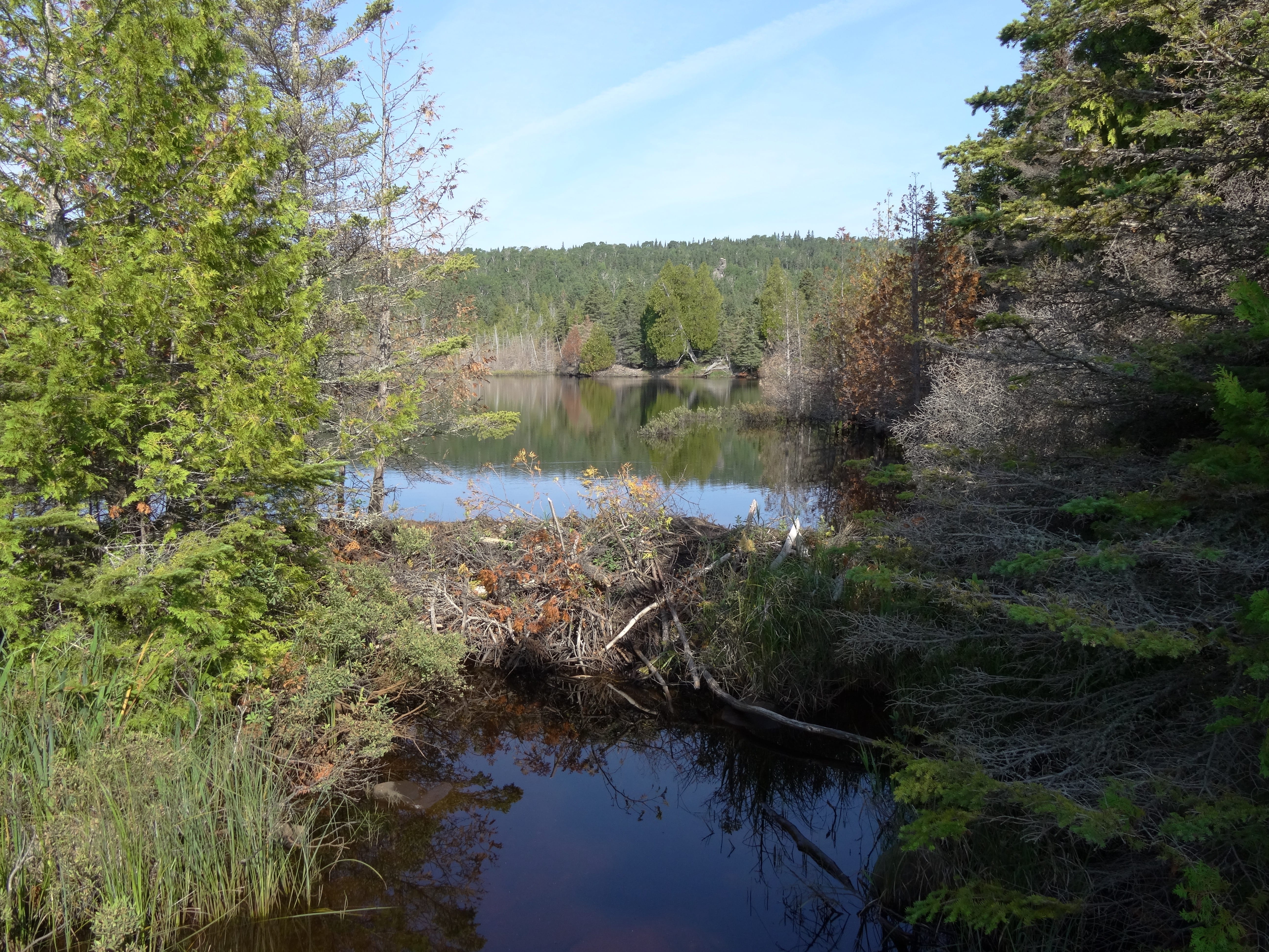 Beaver Pond by Louise Lookout