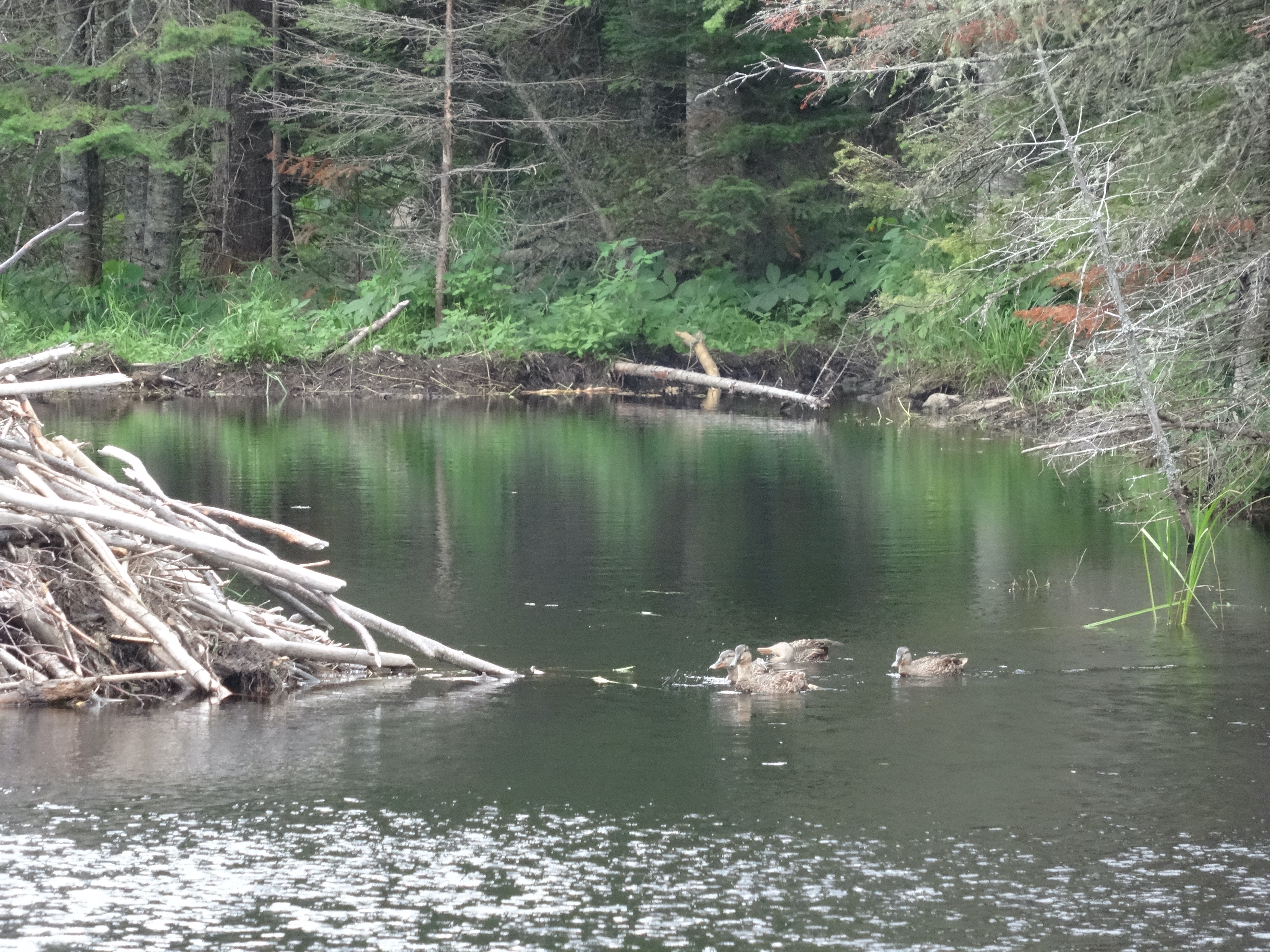 Ducks at the Beaver Pond