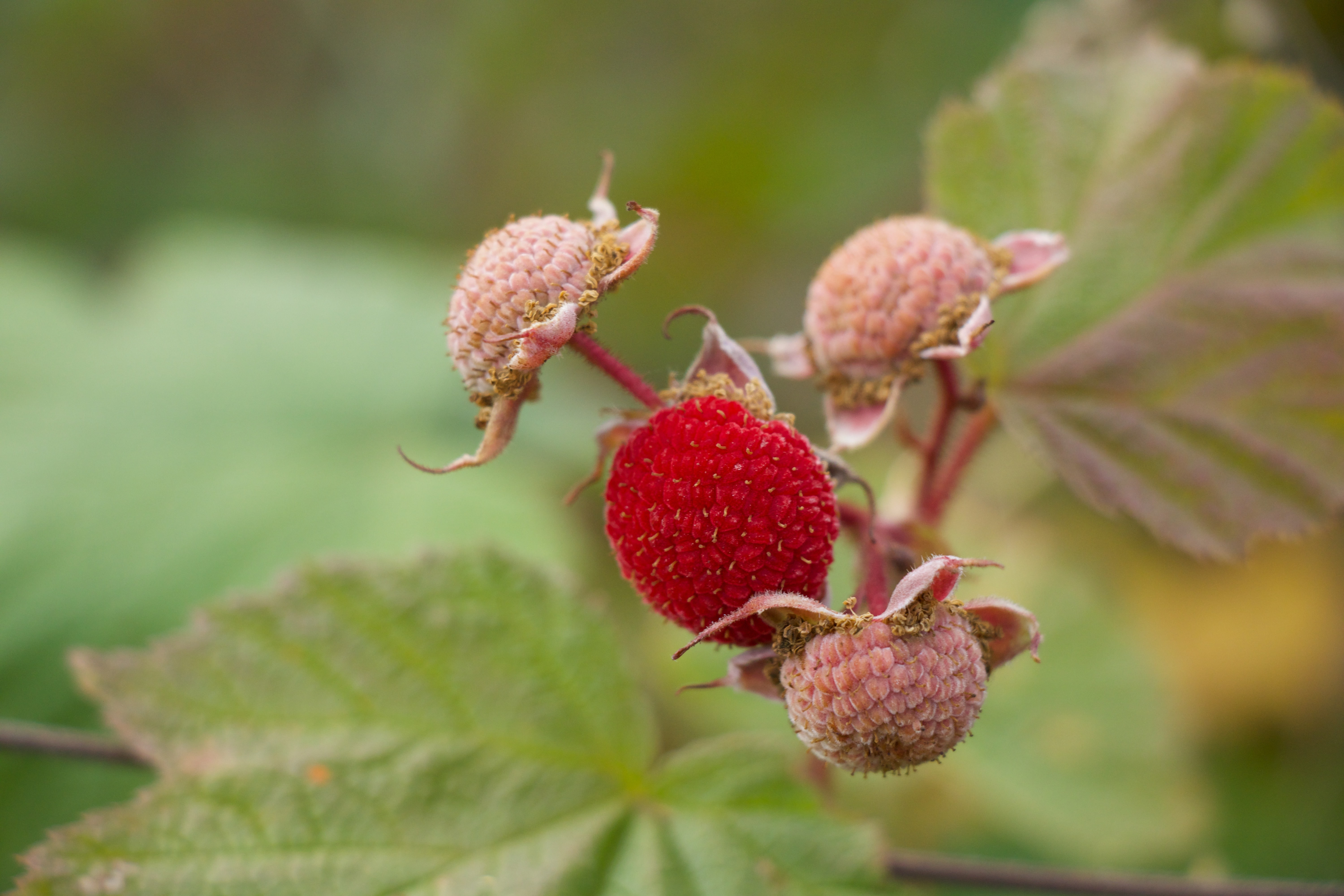 Thimbleberries