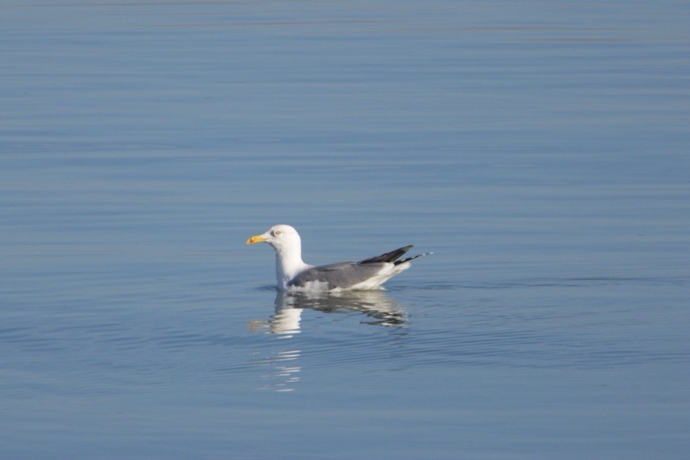 Yellow-legged Gull
