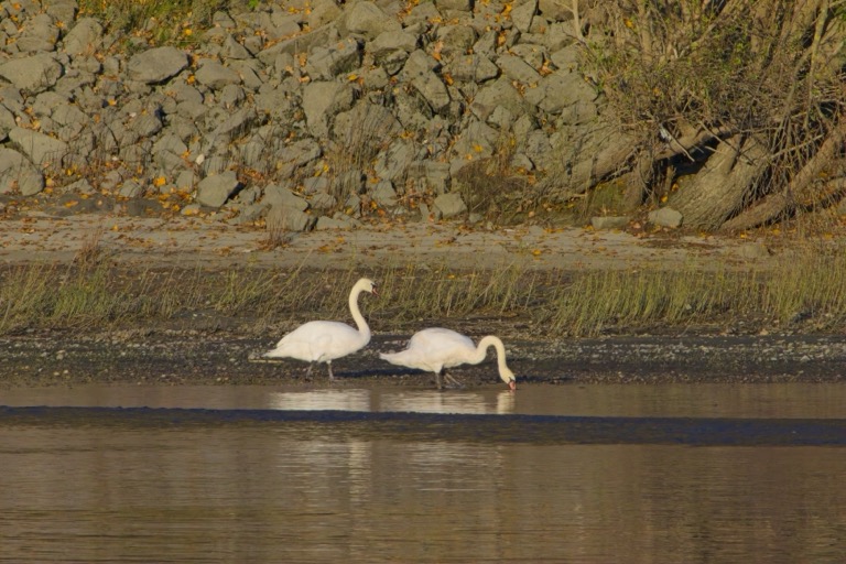 Mute Swans