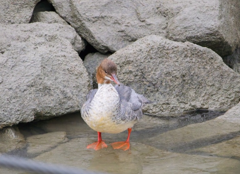 Common Merganser