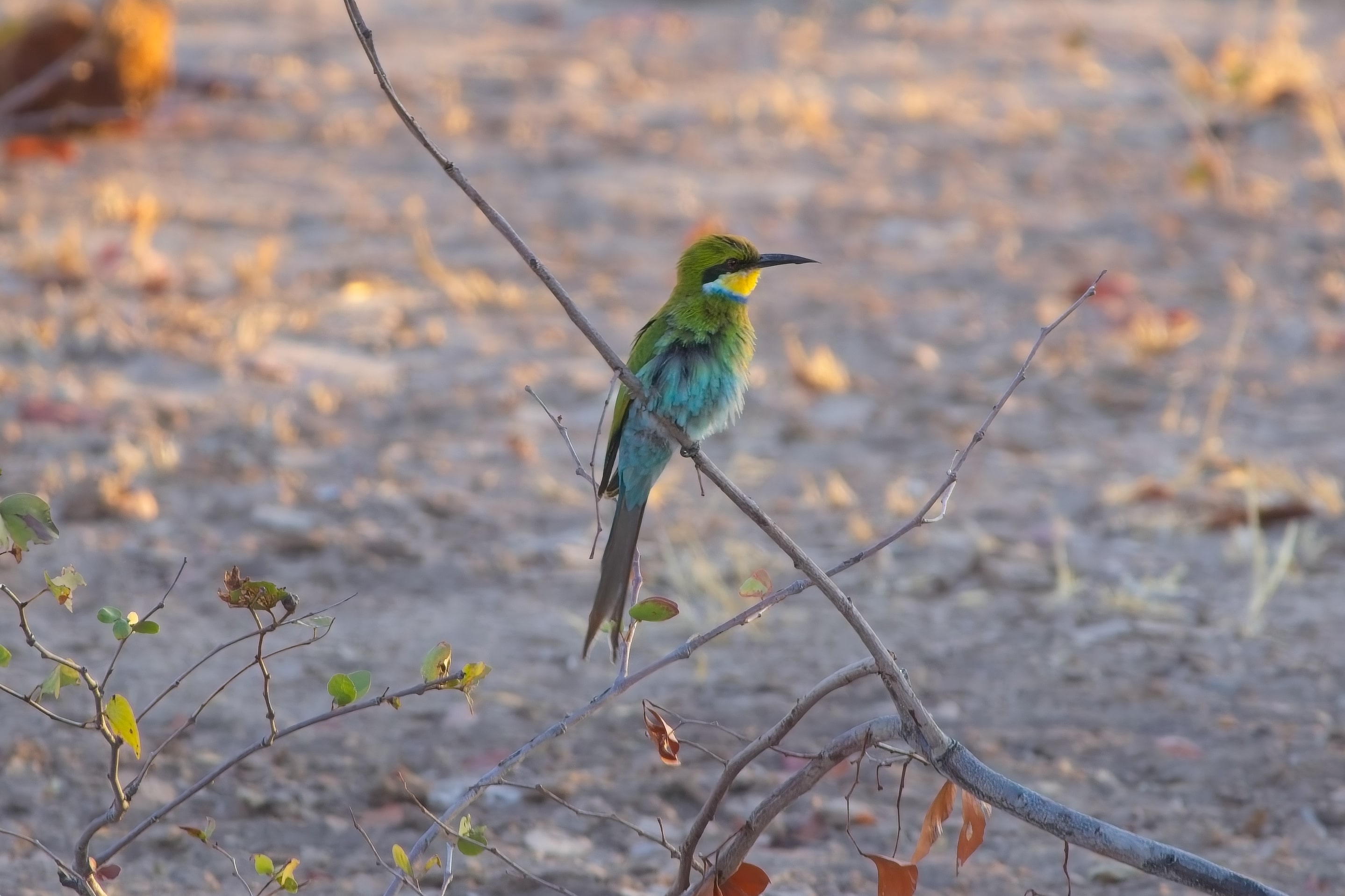 Swallow-tailed Bee-eater